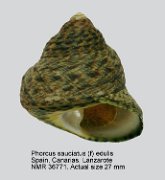 Phorcus sauciatus (f) edulis